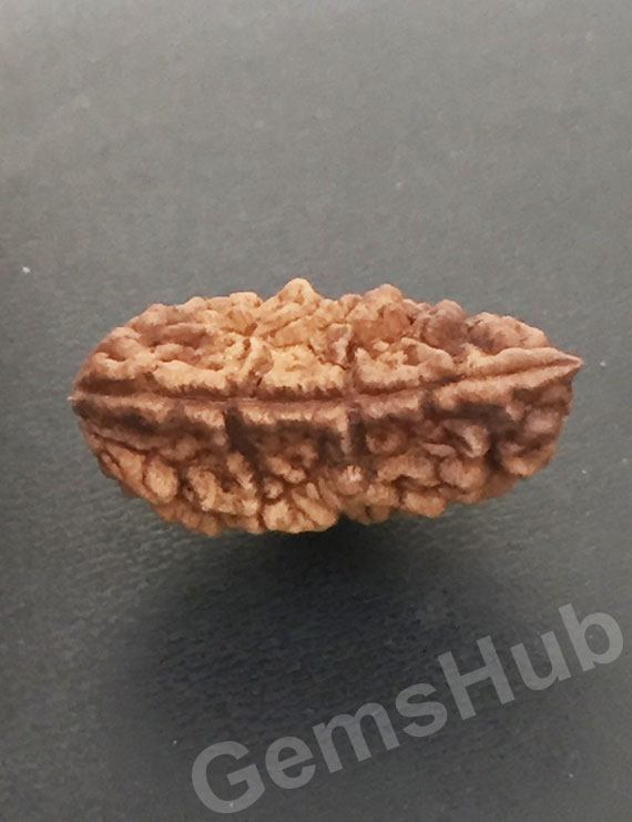 1 Face/Mukhi Certified Rudraksha Size- 30.60 mm